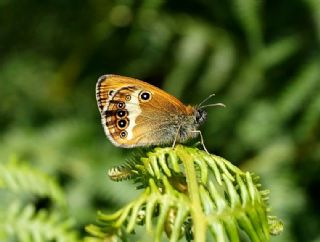 Funda Zpzp Perisi (Coenonympha arcania)