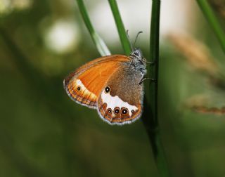 Funda Zpzp Perisi (Coenonympha arcania)