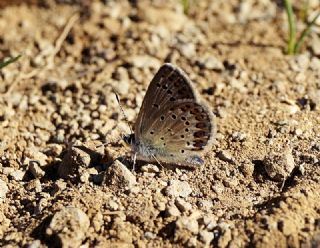 das Mavisi, Esmergz (Plebejus idas)