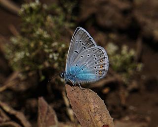 okgzl Amanda (Polyommatus amandus)