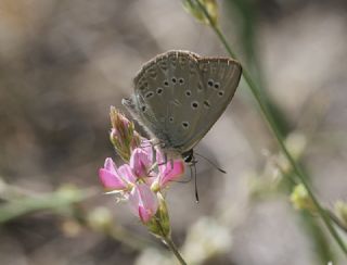 Anormal okgzl (Polyommatus admetus)