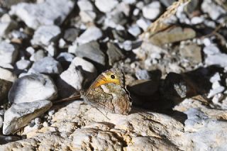 Mersin Kzlmelei (Hipparchia mersina)