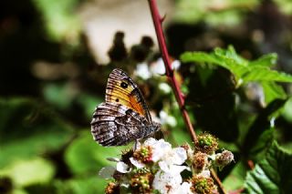 Anadolu Kzlmelei (Hipparchia pellucida)