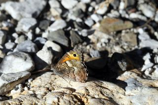 Gney Kzlmelei (Hipparchia senthes)