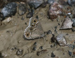 Beyaz Bandl Karamelek (Hipparchia parisatis)