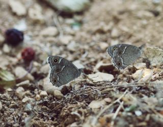 Beyaz Bandl Karamelek (Hipparchia parisatis)