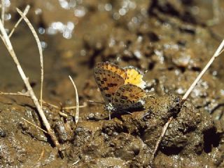 Akdeniz eytanc (Cigaritis cilissa)