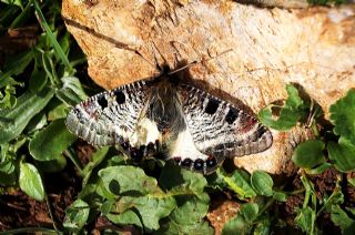 Yalanc Apollo (Archon apollinus)