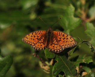 Niyobe (Fabriciana niobe)