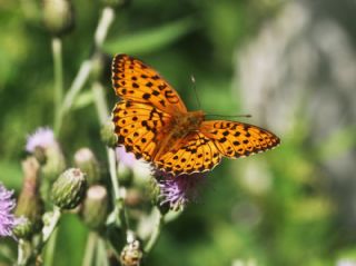 ift Noktal Brentis (Brenthis hecate)