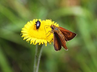 Sar Lekeli Zpzp (Thymelicus acteon)