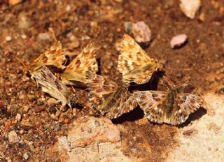 T�yl� Z�pz�p&nbsp;(Carcharodus&nbsp;flocciferus)