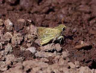 Gm Benekli Zpzp (Hesperia comma)