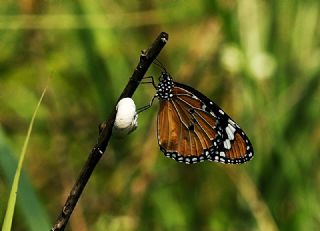 Sultan (Danaus chrysippus)