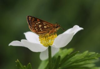 Sar Benekli Zpzp (Carterocephalus palaemon)