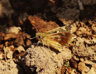 Anadolu Zpzp (Muschampia proteides)