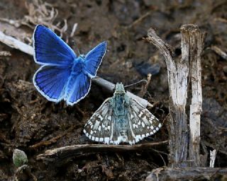 Alada Zpzp (Pyrgus aladaghensis)