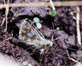 Gzel Zpzp (Pyrgus cinarae)