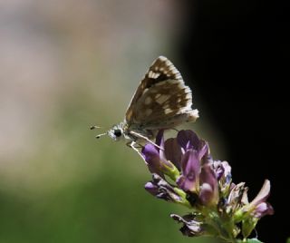 Benekli Zpzp (Muschampia plurimacula)