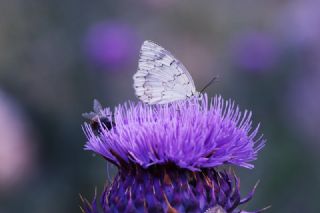 l Melikesi (Melanargia grumi)