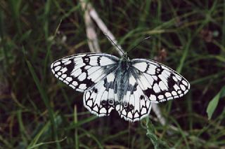 Uygur Melikesi&nbsp;(Melanargia&nbsp;russiae)