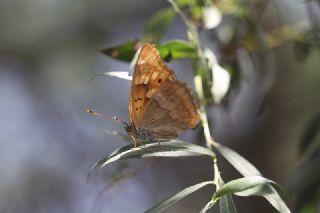 Trakya mparatoru (Apatura metis)