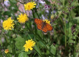 Hatayl parhan (Melitaea collina)