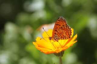 Kafkasyal parhan (Melitaea interrupta)