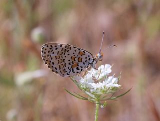 ranl parhan (Melitaea persea)