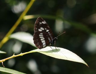 Szlen Karakz (Neptis rivularis)