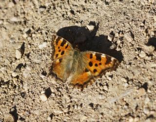 Karaaa Nimfalisi (Inachis polychloros)