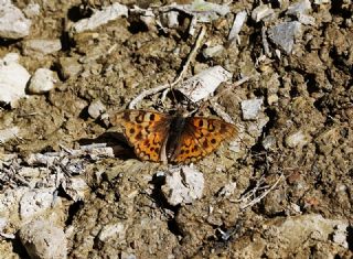 Anadolu ehzadesi (Thaleropis ionia)