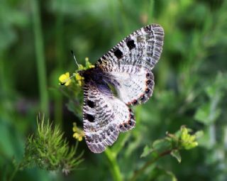 Kk Yalanc Apollo (Archon apollinaris)