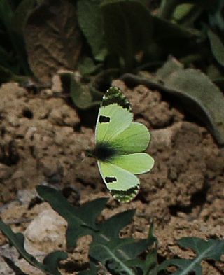 Dou Elfinstonyas (Euchloe penia)