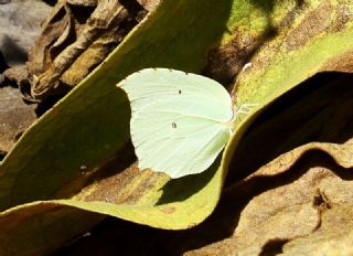 Anadolu Orakkanad (Gonepteryx farinosa)