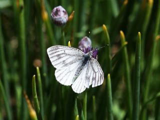 izgili Da Beyazmelei (Pieris bryoniae)