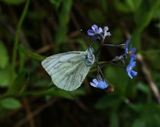 Yalanc Beyazmelek (Pieris pseudorapae)