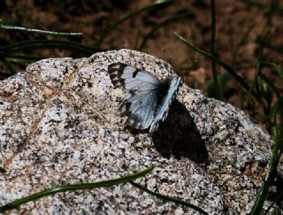 Doruklarn Beneklimelei (Pontia callidice)