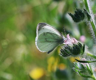 ran Beyazmelei (Pieris persis)