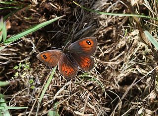 Kafkas G�zelesmeri&nbsp;(Erebia&nbsp;graucasica )
