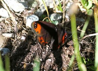 Laz Gzelesmeri (Erebia hewitsonii)