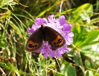 Mecnun G�zelesmeri&nbsp;(Erebia&nbsp;melancholica)