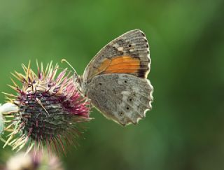 Kaya Esmeri (Kirinia clymene)