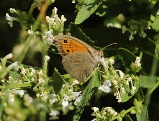 Esmerperi (Hyponephele lupina)