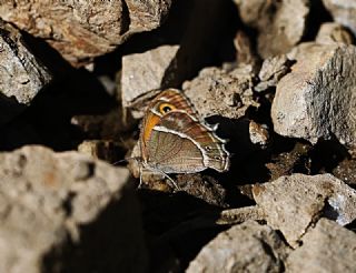 Ar Esmerperisi (Hyponephele wagneri)