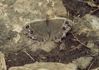 Beyaz Damarl Pirireis (Satyrus amasinus)