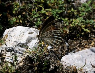 Beyaz Damarl Pirireis (Satyrus amasinus)