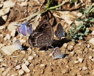 Beyaz Damarl Pirireis (Satyrus amasinus)