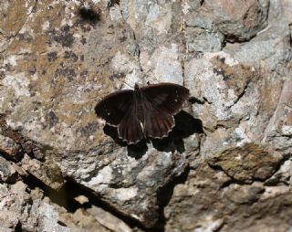 Anadolu Pirireisi (Satyrus favonius)