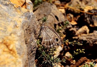 Hametli Pirireis (Satyrus ferulus)